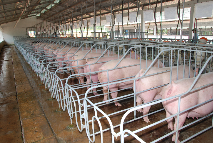 Trang trại chăn nuôi lợn với quy mô lớn vẫn đứng vững trước Dịch Tả lợn Châu Phi