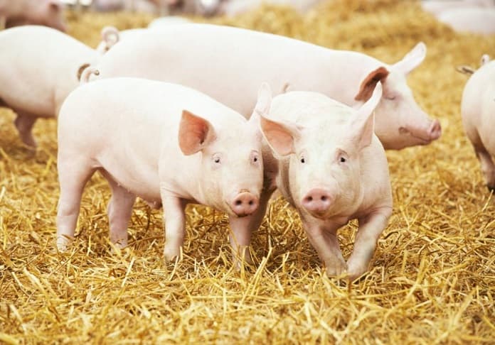 Hướng dẫn cách chăn nuôi lợn thịt chuẩn kỹ thuật
