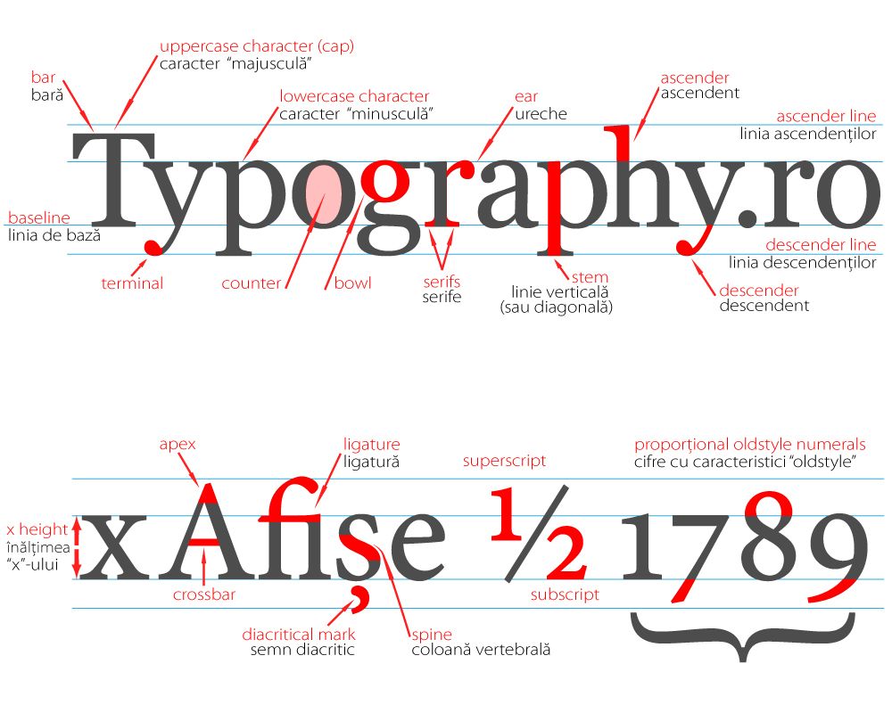 Type Anatomy Research. | Anatomy of typography, Type anatomy, Typography design