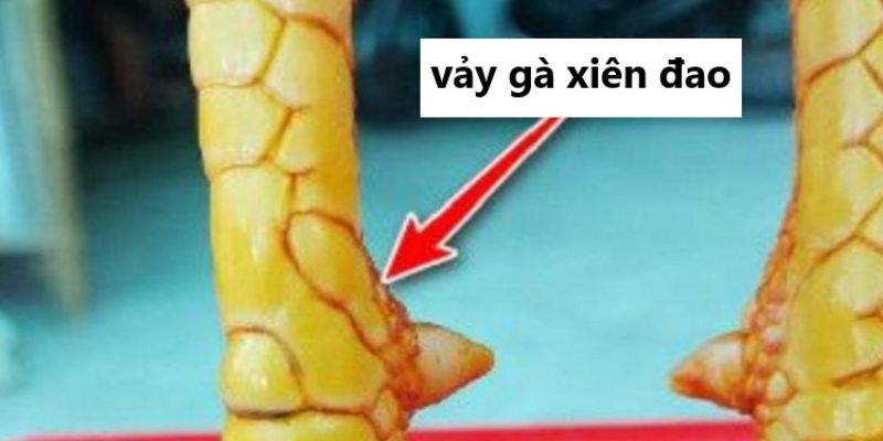 Vảy gà quý Đặc điểm và giá trị